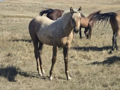 Creedence Topsail JW<BR>AQHA PENDING